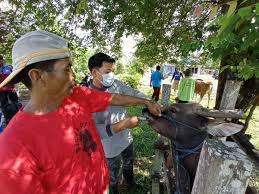 Sweater atau cardigan tebal dan hangat akan menjaga tubuh anda dari udara dingin saat musim hujan. Tingkatkan Daya Tahan Tubuh Ternak Di Musim Penghujan