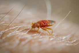 Completely destroying bed bugs on contact. An Explainer On Bed Bugs In Paris Are They Really A Problem
