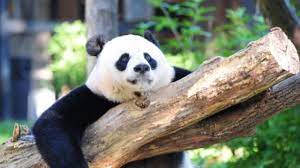 National Endangered Species Day 2020 History Significance More