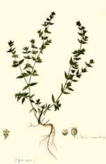 Image result for Vahliaceae