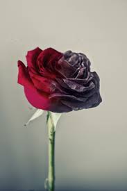Rose Half Dead And Half Alive Dead Rose Tattoo Dying Flowers Flowers Photography