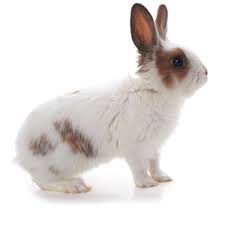 Angora Akvaryum