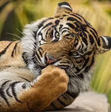 Endextinction Org Sumatran Tiger Tiger Facts Wild Cats