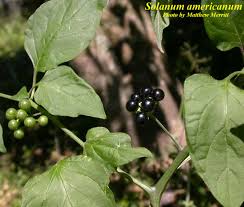 Image result for Solanum americanum