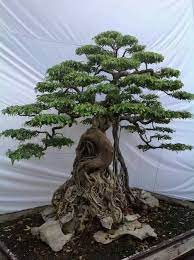 Ficus bonsai tree on rock. Ficus Bonsai In Root Over Rock Style Bonsai Styles Bonsai Tree Japanese Bonsai