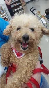 Petfinder has helped more than 25 million pets find their families through adoption. Local Animal Shelters Rescues Village Of Mclean Illinois