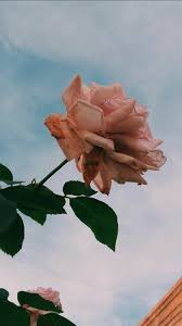 Rose is one of the most popular and loved of the beautiful flowers of all time and its beautiful meaning is known by almost all at some . 6845 Cute Aesthetic Wallpaper Flowers Wallpapershit Android Iphone Hd Wallpaper Background Download Hd Wallpapers Desktop Background Android Iphone 1080p 4k 1080x1920 2022