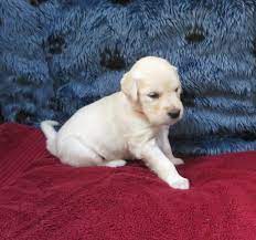 In the uk you won't get a lot of change from £1000 for a purebred goldie pup. Golden Retriever Puppies For Sale Mechanicsville Md 352557