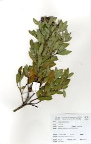 Image result for Osyris compressa