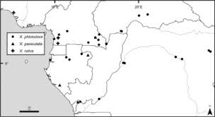 Image result for Dielsiothamnus divaricatus