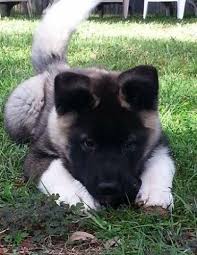 Check spelling or type a new query. Akita Pets And Animals For Sale Florida