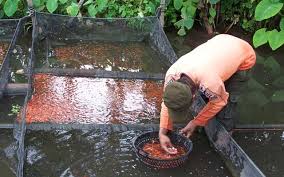 Ikan koi yang dimasukan ke dalam kolam sebaiknya jangan terlalu banyak (sesuaikan dengan ukuran kolam). Panduan Teknis Budidaya Ikan Koi Alam Tani