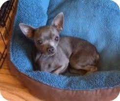 Maybe you would like to learn more about one of these? Mesa Az Chihuahua Meet Armani A Dog For Adoption Dog Adoption Chihuahua Dogs
