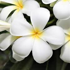 Plumeria Plant Potted Select Whites Plant Sale Plumeria Plants