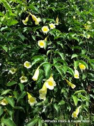 Image result for Hyparrhenia anemopaegma