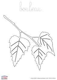 fiches et pdf a telecharger dessin feuille de bouleau corps page coloriage gratuit