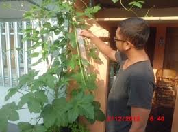 Antaranya membuang angin dalam badan dan dapat mengawal kandungan kolestrol dalam darah. Cara Menanam Kacang Panjang Dalam Polybag Atau Pot Bibitbunga Com