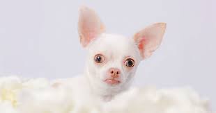 Many puppies have blue eyes when they first open their eyes. Teacup Chihuahua Pros And Cons Of The World S Tiniest Dogs