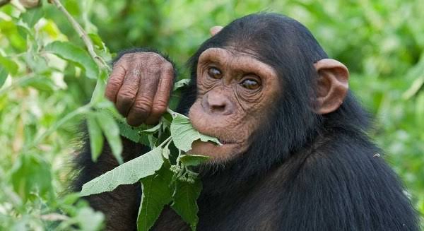 Zoopharmacognosy is a behavior in which non-human animals self-medicate by  selecting and ingesting or topically applying plants, soils and insects  with medicinal properties, to prevent or reduce the harmful effects of  pathogens,