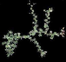 Image result for Terminalia randii