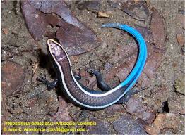 Image result for Tridactyle gentilii