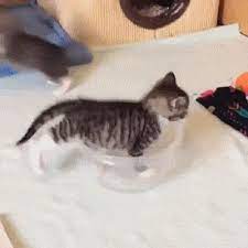Other Funny Gifs Http Gif Tv Tumblr Com And Funny Youtube Video Https Www Youtube Com Watch V Qqkw5m0i Qc Kittens Cutest Kittens Funny Animals