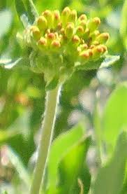 Image result for Eriosema pumilum