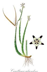 Image result for Asclepias adscendens