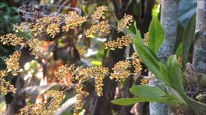 From musica lunar iii by musica lunar. Orquidea Lluvia De Oro Oncidium Polycladium Youtube