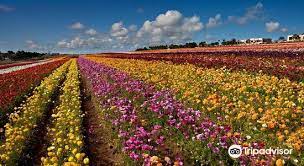 Maybe you would like to learn more about one of these? The Flower Fields At Carlsbad Ranch Travel Guidebook Must Visit Attractions In Carlsbad The Flower Fields At Carlsbad Ranch Nearby Recommendation Trip Com