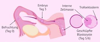 Was geschieht bei der einnistung der eizelle eigentlich genau? Wie Und Wann Nistet Sich Der Embryo In Die Gebarmutter Ein