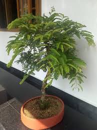 Native to tropical africa and naturalized around the world. Introducing My Very Own Tamarind Bonsai Which Took Me A Lot Of Hard Work To Bring It To This Stage Indoorgarden