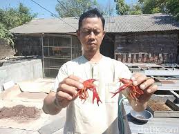 Ada beragam ikan hias air tawar yang mudah dipelihara tetapi tetap terlihat cantik. Mengintip Budidaya Lobster Hias Yang Kian Menggeliat Di Sidoarjo