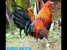 Check spelling or type a new query. Sabung Ayam Pilipin Vs Peru Cara Memandikan Ayam Peru Dan Pilipin Siap Sabung Atau