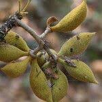 Image result for Sterculia tragacantha