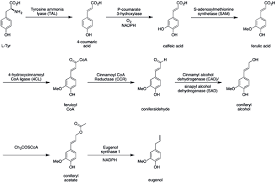 Eugenol Wikipedia