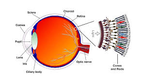 Image result for Blue 1995 AAV