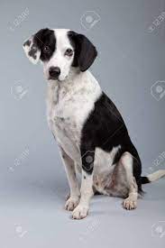 Jun 23, 2021 · the dalmatian is one of the most popular black and white dog breeds (although there are also brown varieties). Mixed Breed Black And White Spotted Dog Isolated Against Grey Stock Photo Picture And Royalty Free Image Image 21625044