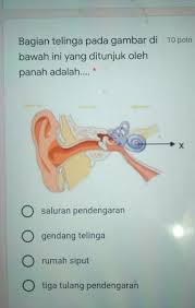 Penjelasan primbon telinga berdenging terus menerus yang kanan dan kiri tandanya apa menurut waktu, islam dan firasat panas, sakit, berdengung ( kuping nging ) katorekan ceuli kenca. Bagian Telinga Pada Gambar Di 10 Poinbawah Ini Yang Ditunjuk Olehpanah Adalah O Saluran Brainly Co Id