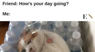 Since doggo memes got 1k views, let's try for that agian! 10 Funny Animal Memes That Will Definitely Brighten Up Your Day