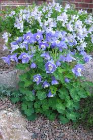Image result for Aquilegia flabellata ministar