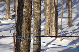 How Sugar Maple Trees Work Massachusetts Maple Producers