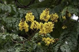 Image result for Limeum pterocarpum