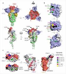 What makes the delta variant a voc? B 1 617 2 Variant Of Sars Cov 2 Is Partially Resistant To Antibody Mediated Neutralization