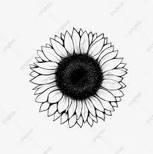 خط عباد الشمس الرسم دوار الشمس شمس زهرة png وملف psd للتحميل مجانا sunflower drawing sunflower illustration flower drawing