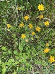 Image result for Lotus namulensis