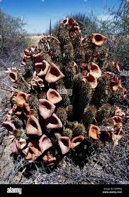 Image result for Hoodia currorii