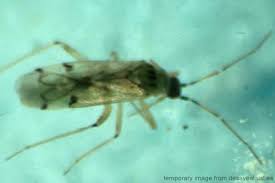 Image result for Colletoecema tortistilum