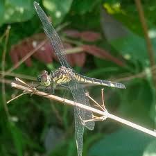 Image result for Siphonochilus longitubus