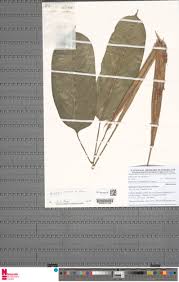 Image result for Halopegia azurea